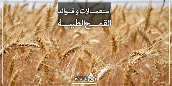 استعمالات و فوائد القمح الطبية بارسی طب