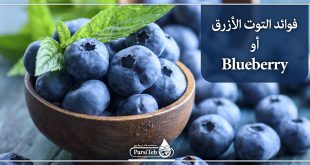 فوائد التوت الأزرق أو Blueberry