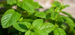 علاج رائحة العرق الكريهة بالأعشاب-النعناع