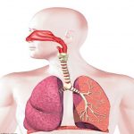 الأعضاء المشاركة في إزالة السموم-الجهاز التنفسي